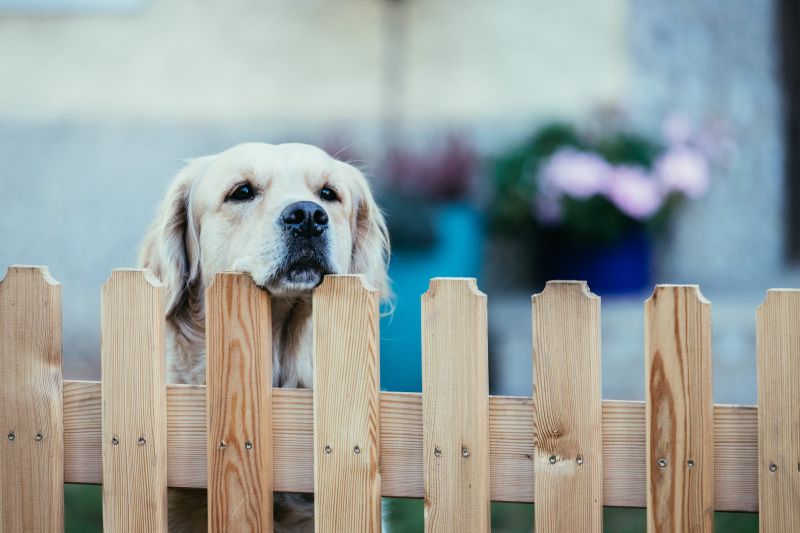 Products For Pet Fence Repairs in use