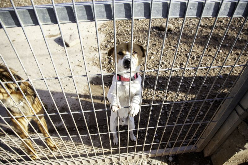 Specialized Pet Fence Companies